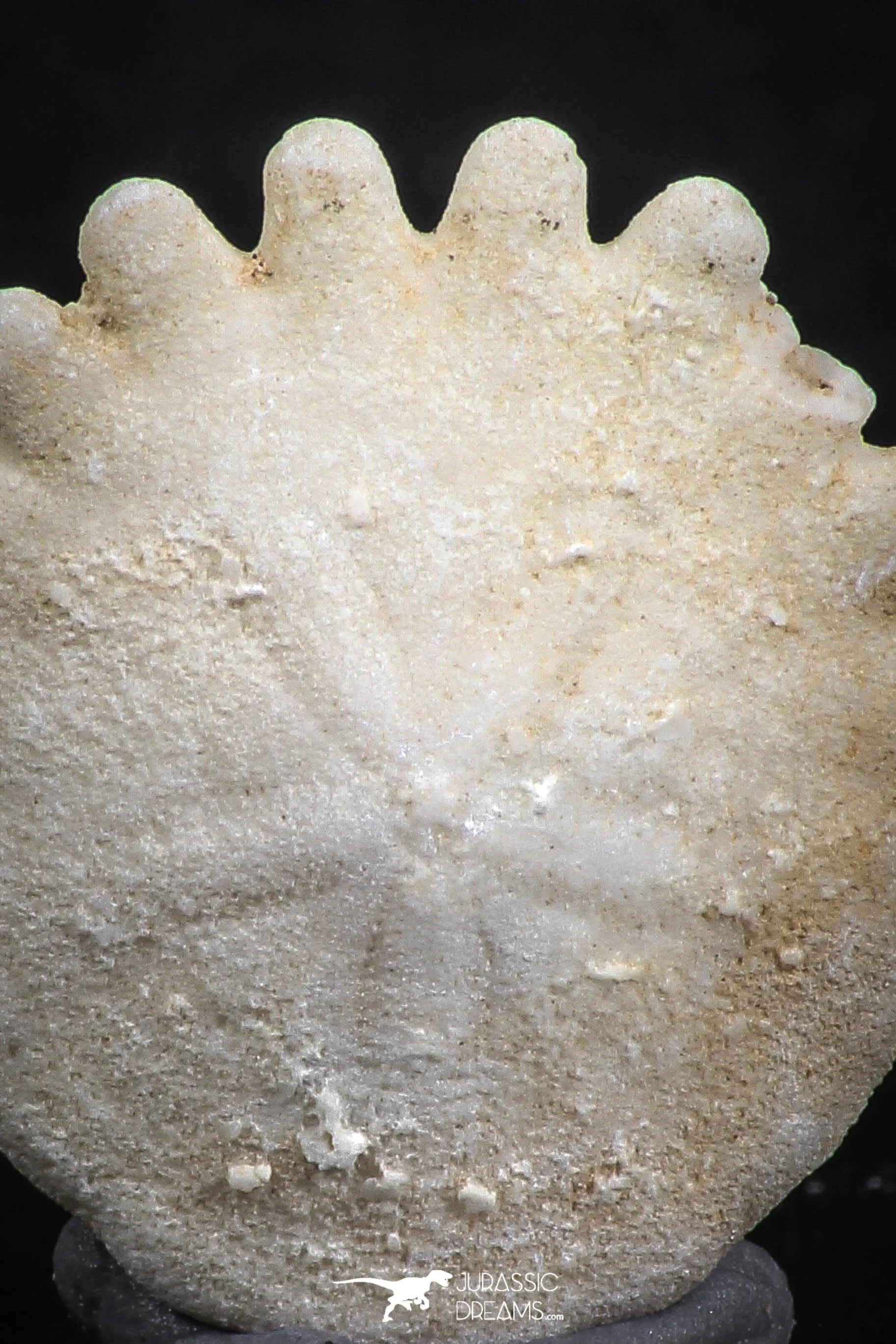 07475 - Top Beautiful 0.84 Inch Heliophora orbicularis (Urchin) Upper Pliocene