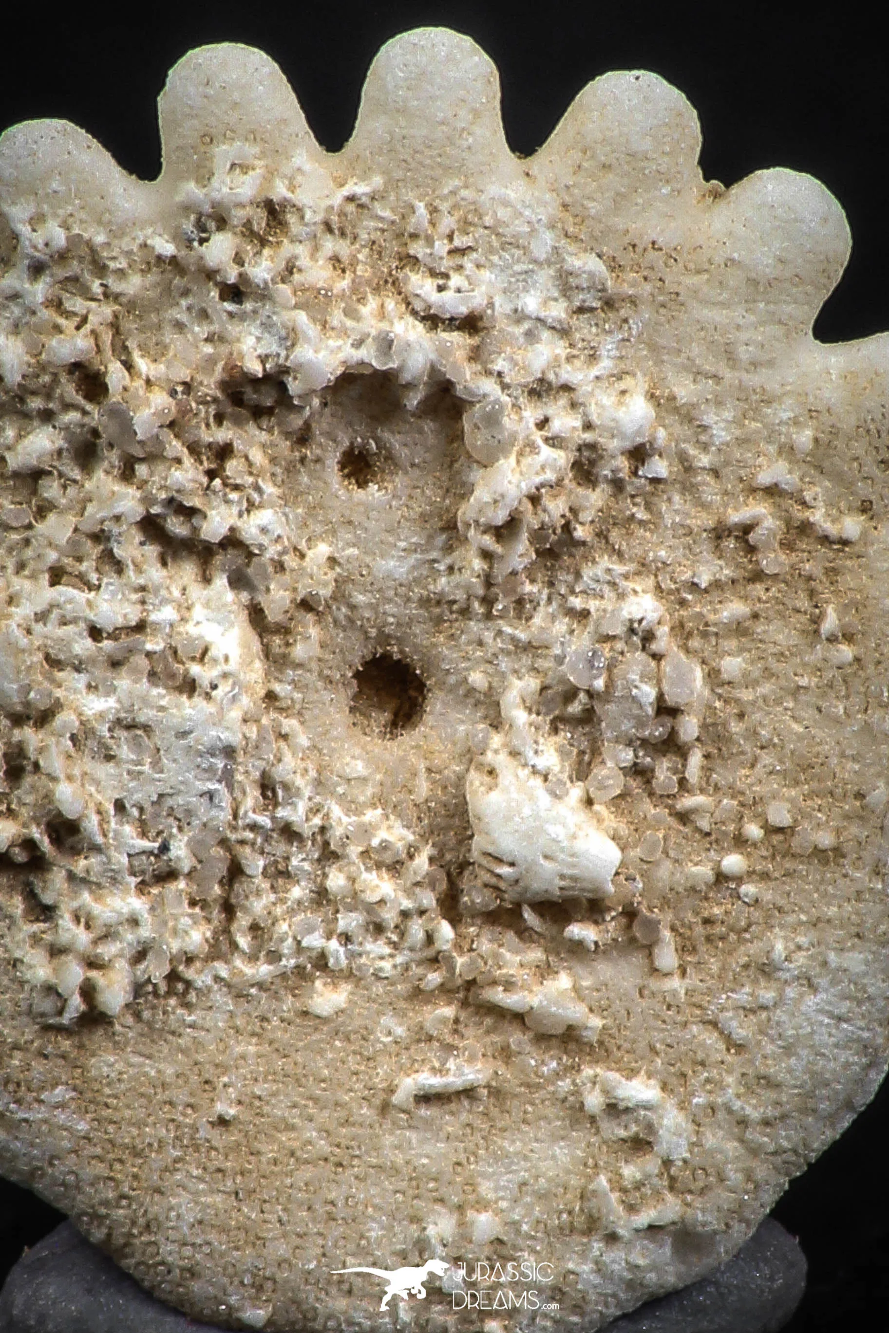 07475 - Top Beautiful 0.84 Inch Heliophora orbicularis (Urchin) Upper Pliocene