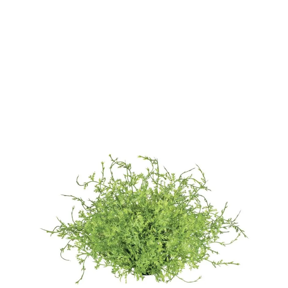 Faux Coral Fern Half Orb