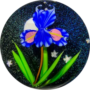 Mayauel Ward 2019 Compound Torchwork Iris in Moonlight on Dichroic Ground