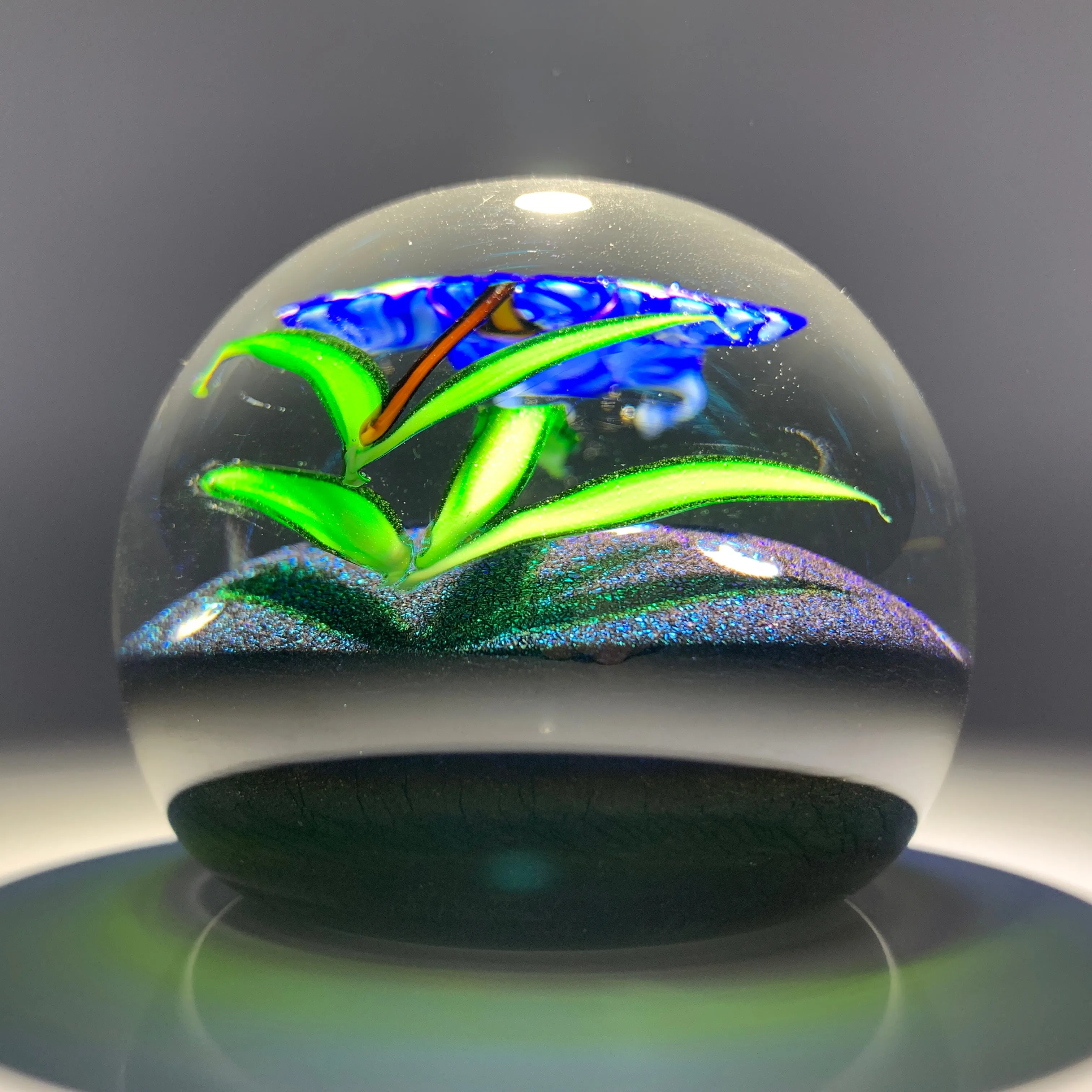 Mayauel Ward 2019 Compound Torchwork Iris in Moonlight on Dichroic Ground
