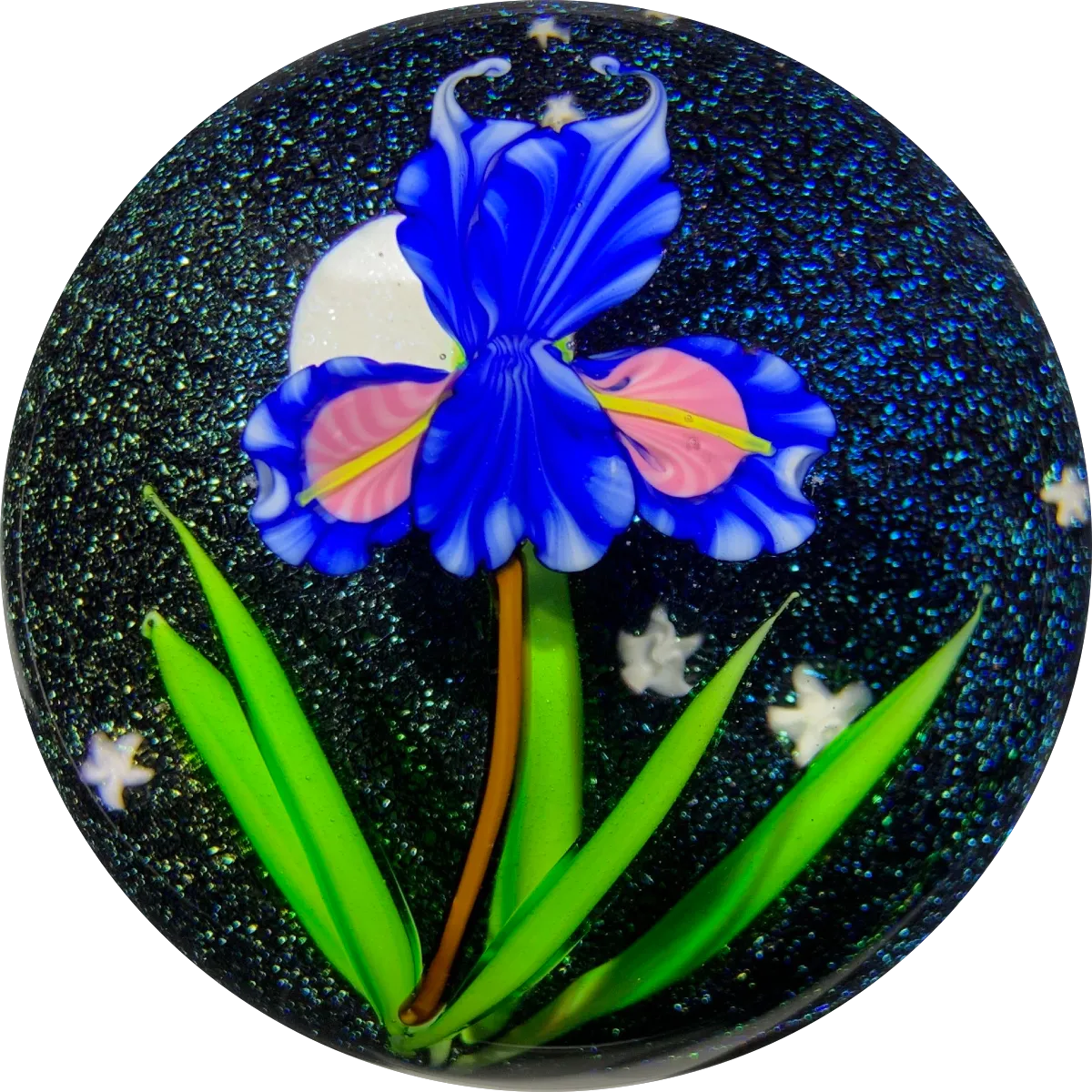 Mayauel Ward 2019 Compound Torchwork Iris in Moonlight on Dichroic Ground
