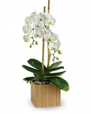 Opulent Orchid