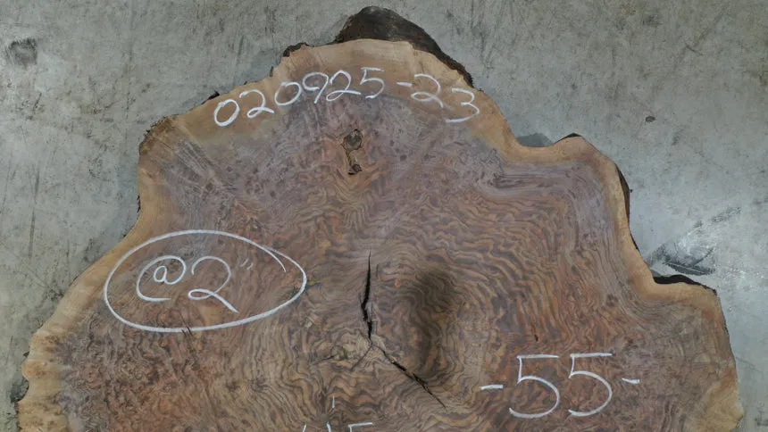 Oregon Black Walnut Burl Round 020925-23