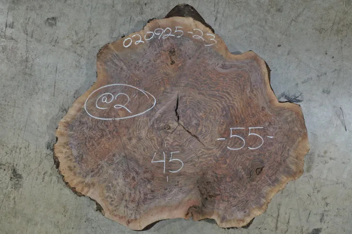 Oregon Black Walnut Burl Round 020925-23