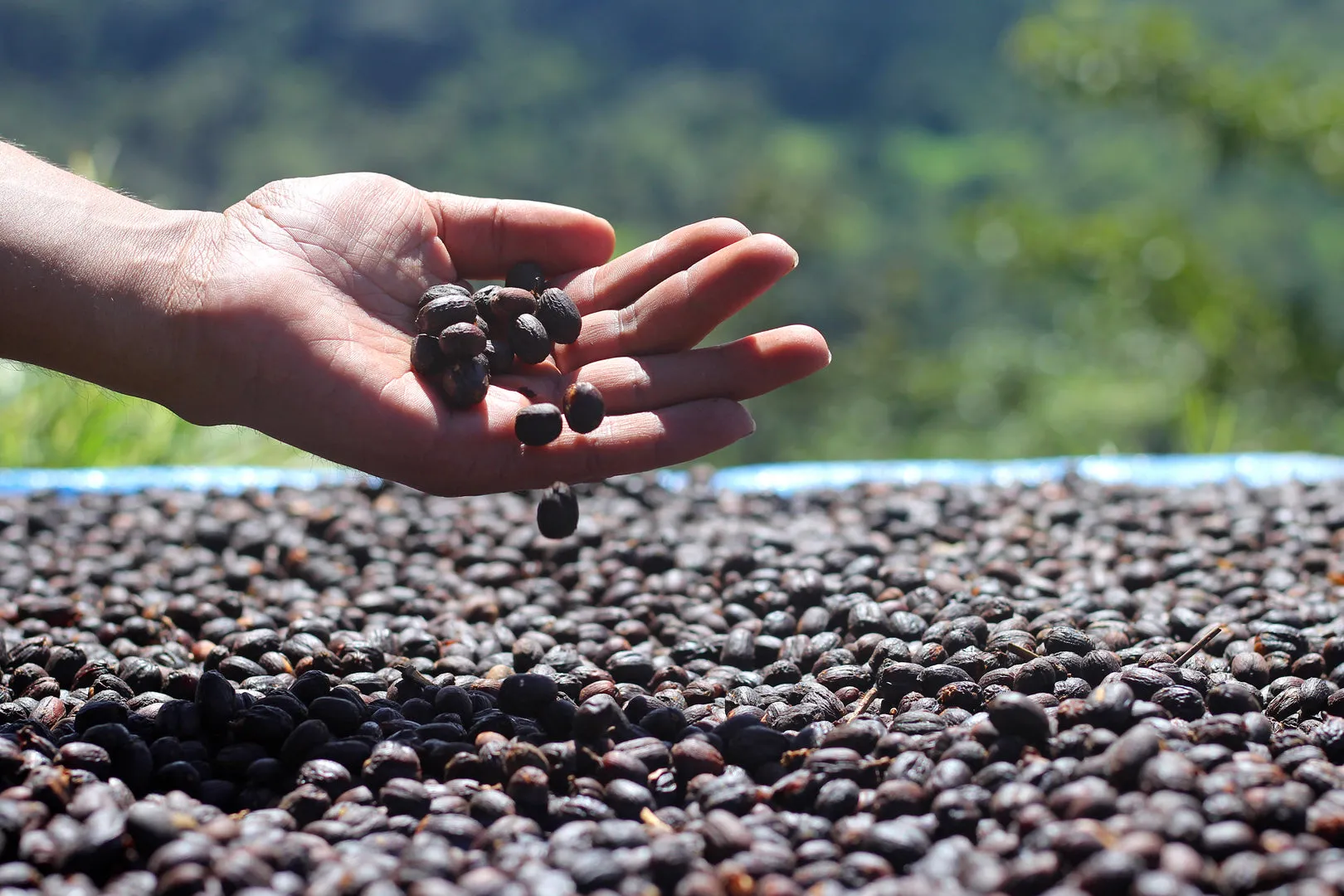 PANAMA BARU BLACK MOUNTAIN 1KG