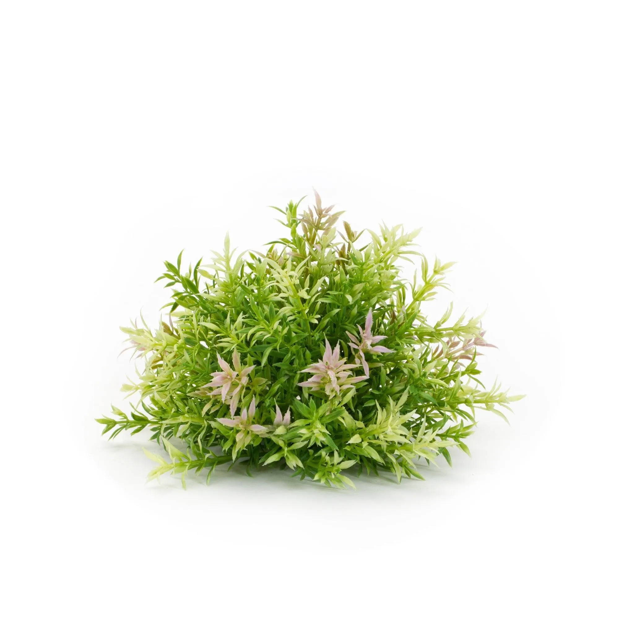 Varigated Mini Leaf Half Orb (Set of 6)